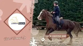 🤎 Saut d’obstacle : AVEC UN WELSH COB