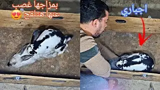 طريقه التلقيح الاجباري الصحيحه لأنثي الارنب