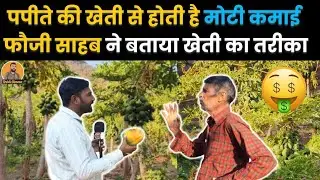 पपीते की खेती से होती है मोटी कमाई, फौजी साहब ने बताया खेती करने का तरीका, देखें वीडियो ~