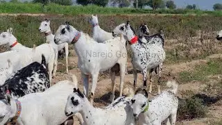 Fancy Goat Breed @narejogoatfarm9487