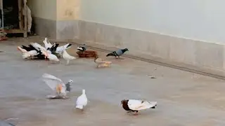 New Kabootar Ura Diya☺ || Achi Uhran Hai ☺ kabootar landing
