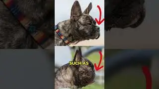 Why you should never get a dog with short nose? 🐶