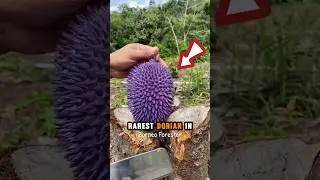 This is the world's first purple durian