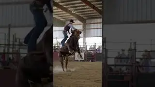 Wild Bull Toss! Cowboy Flies Off in Rodeo 🐂💥 #rodeo #cowboys