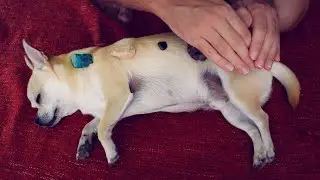 Reiki Healing on my Dog (ASMR)