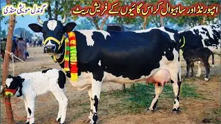 Gondal Mandi latest update 24Dec 2025!HF cow for sale in Punjab!Cholistani cow in Pakistan! #cow