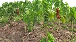 PAPAYERS ET BANANIERS EN CROISSANCE EXPONENTIELLE