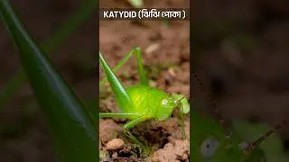 Leaf Katydid Up Close! Nature&rsquo;s Best Camouflage? 🍃🦗 #asmr #wildlife #insectmacro  #lensnlines