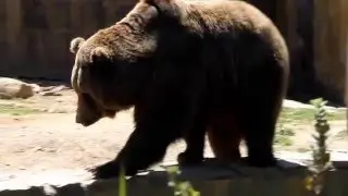 Brown bear Pelayo at Vigo Zoo, Galicia, Spain (short version)