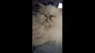 Tater Dozing Off