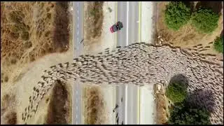 Amazing Sheep herd movements captured by Drone Camera