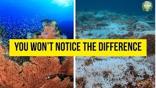 Shifting Baseline Syndrome: Why We Don&rsquo;t Notice Environmental Collapse