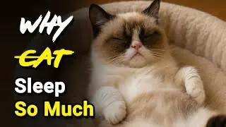 Why Cats Sleep So Much 😴🐱