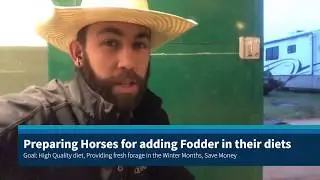 Preparing the Horses for the Addition of Fodder into their Diet