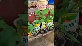 నూనె ప్యాకెట్లలో ఆకుకూరలు చక్కగా పెంచుకోవచ్చు #garden #pleasesubscribe 🙏
