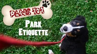 PAWS 101:  Park Etiquette For Pets