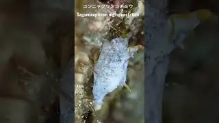 グアム島のウミウシ Guam sea slugs コンニャクウミコチョウ Sagaminopteron nigropunctatum #shorts