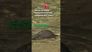 PLATYPUS TRIVIA - YOU PASS? #trivia #knowledge #test #animals #fun #quiz #education #animal #learn