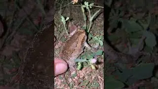 Frog jump for fun fun #toad #memes #animal #wildlife #funny #fishing #frog #shorts #shortvideo