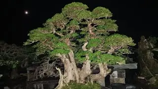 CEK HARGA BONSAI...WACANG .ASEM JAWA.dll 081336047544