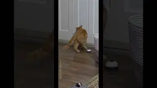 Let me outta here #cat #funny #animals