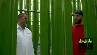 Jongerius ecoduna Algae Plant