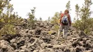Stages of Primary Succession