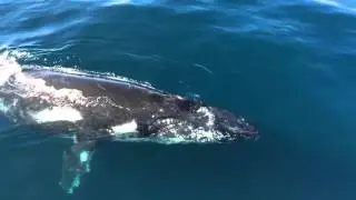 Whale Watch Western Australia Season 2015