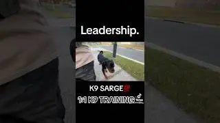 NOT TO BE EFFED WITH | Advanced Off-Lead Trained Rottweiler &lsquo;Sarge&rsquo; #offlead #trained #rottweiler