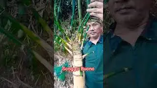 BAMBU UNIK SONGGO BUONO SONGGO LANGIT