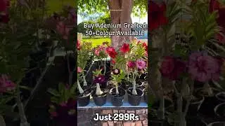 Buy Grafted Adenium Plant Online