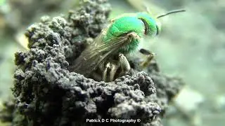 Ground Bees - Sweat Bee HD