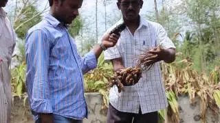 PROCESSING OF TURMERIC SCM