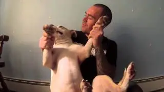 Dubstep Dog