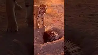 Porcupine&rsquo;s Sharp Defense 🦔 #porcupine #defense #tiger #natureclip