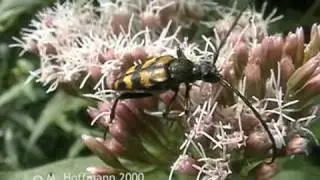 Schmalbock Strangalia quadrifasciata, yellow-black longhorn beetle