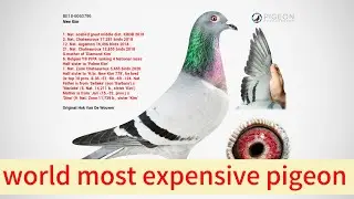 World most expensive pigeon price 30 lakh world most expensive bird
