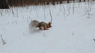 Утолил страсть Балерины к закапыванию)) 🤔🤭😂 Satisfied the Ballerina's passion for burying))