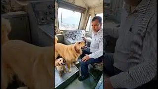 Golden Retriever Mom and Puppy Save a Train #dog #goldenretriever #rescue #animals