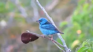 Blue Dacnis