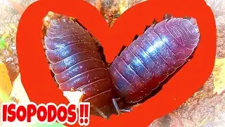 ДРУЗЬЯ ISOPOD ЧАСТЬ 4 ДУШЕВНОЕ ОШИБОЧЬЕ!! ДРУЗЬЯ ISOPOD!!