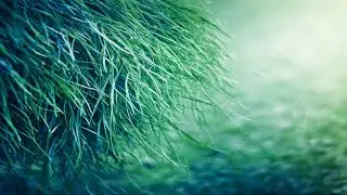 The sweet smell of burning hair