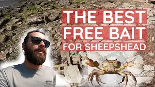 How to Catch Mud Crabs - The SECRET to Catching More Sheepshead, Black Drum, and Redfish