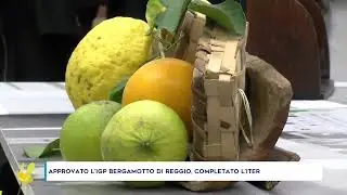 APPROVATO L&rsquo;IGP BERGAMOTTO DI REGGIO, COMPLETATO L&rsquo;ITER