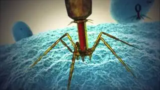 Acquisition of New Spacers During CRISPR Immunity