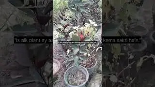 &ldquo;Peregrina Flower Sy Paisay Kamao | High Profit Plant Business&rdquo;#PeregrinaFlower#PlantBusiness#Flower