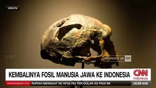 Kembalinya Fosil Manusia Jawa Ke Indonesia, Wajah Baru Museum Nasional