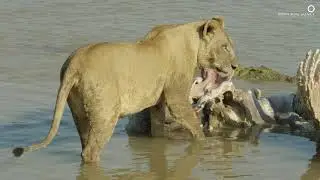 Safari Diaries: Lion VS Crocodile