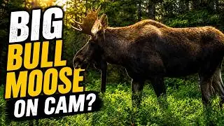 Trail Cam Footage - September/October 2025 - Bushnell