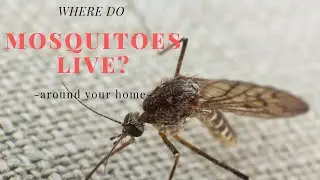 Where Do Mosquitoes Live? - An Established House